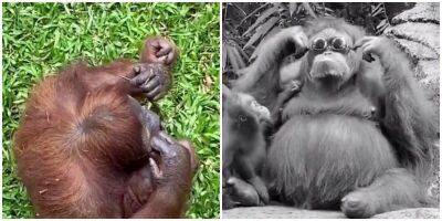 Модная мать: орангутан в зоопарке примерила очки - mur.tv
