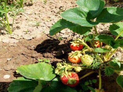 Тимур Хомичев - Хитрый способ посева сидератов прямо по клубнике в августе – всегда помогает собирать много ягод каждый год - sadogorod.club