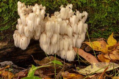 Какие грибы собирать в жаркую погоду без дождя - sadogorod.club