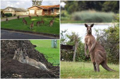 Растущая толпа "злых" кенгуру захватывает крошечный австралийский городок и нападает на людей - porosenka.net - Австралия