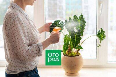 5 вопросов об обработке комнатных растений от вредителей - sadogorod.club