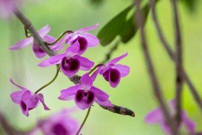 Шесть причин, по которым орхидея не цветет уже 2-3 месяца - sadogorod.club