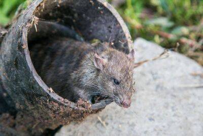 Игорь Зур - Что делать, если в компостной яме завелись мыши: 2 способа защитить удобрение - sadogorod.club