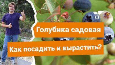 Садовая голубика — как посадить и что стоит знать о выращивании? - sadogorod.club