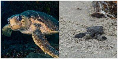 На берегу Нового Орлеана обнаружили исчезнувших черепах - mur.tv