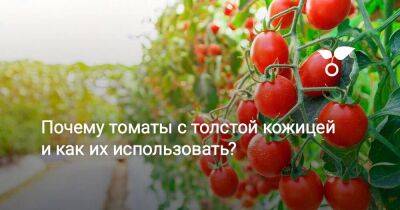 Почему томаты с толстой кожицей и как их использовать? - sadogorod.club