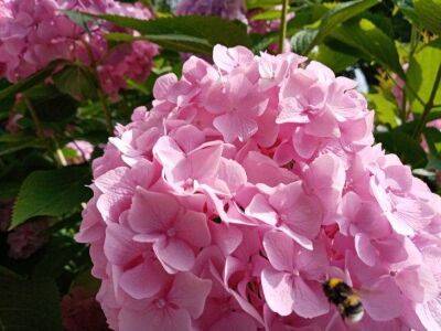 3 важных дела, которые нужно сделать с гортензией в конце лета, чтобы растение радовало долгим цветением - sadogorod.club