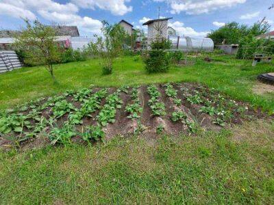 4 сидерата, которые заменяют удобрения, восстанавливают почву и обеспечивают хорошую урожайность - sadogorod.club