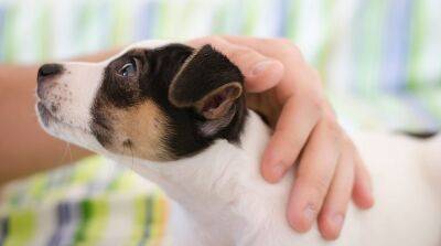 Все, что нужно знать о почечной недостаточности у собак - mur.tv