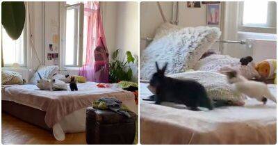 Котенок играет с кроликом в догонялки - mur.tv