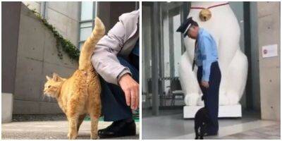 Каждое утро в Хиросиме охранник не даёт котикам войти в музей - mur.tv - Япония