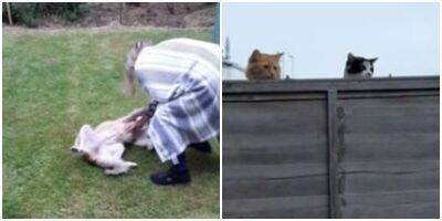 Кошки начали шпионить за новым соседом - mur.tv