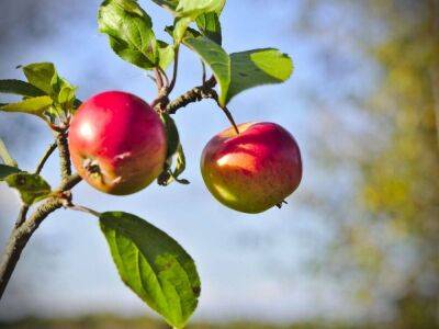 Почему яблоки мелкие: 5 причин и способы решения проблемы - sadogorod.club