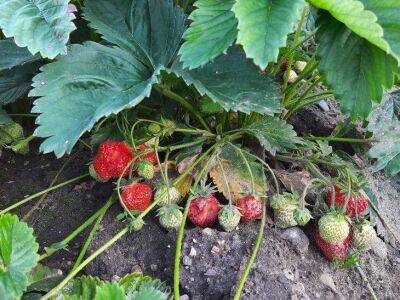Посыпьте так клубнику в сентябре, и максимальный урожай крупных ягод обеспечен - sadogorod.club