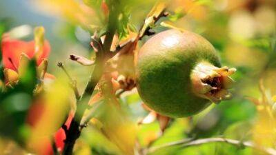 Глобальное потепление: из-за необычно жаркого лета в Англии стали выращивать арбузы, авокадо и другие экзотические плоды - fokus-vnimaniya.com - Англия