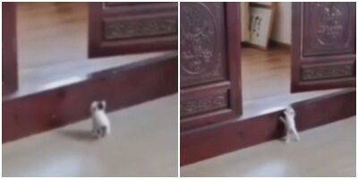 “У меня получится!”: крохотный котёнок пытается запрыгнуть на порог - mur.tv
