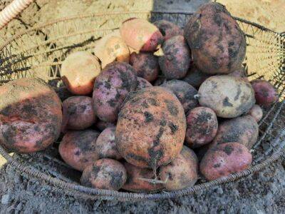Елен Гутыро - Посейте это после картофеля, чтобы спасти почву от вредителей и сделать ее вновь плодородной - sadogorod.club