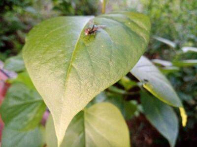 Растения, отпугивающие мух: что нужно высаживать в саду - sadogorod.club