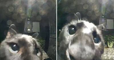 Черный кот обнаружил камеру в соседской двери и стал звездой - porosenka.net - штат Флорида