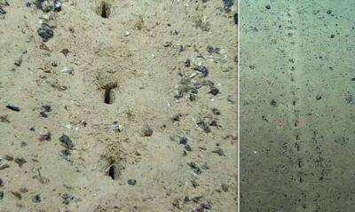 Ученых озадачили странные следы раскопок на дне океана - chert-poberi.ru