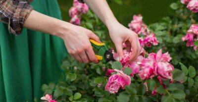 Не совершайте ошибку при обрезке розы: и кусты будут сильнее, а цветение пышнее - lifehelper.one