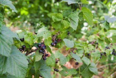 Что в начале сентября нужно сделать со смородиной, чтобы в следующем году урожай крупных ягод собирать ведрами - sadogorod.club