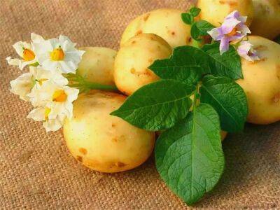 ​Как забыть навсегда о гнилом картофеле - polsov.com