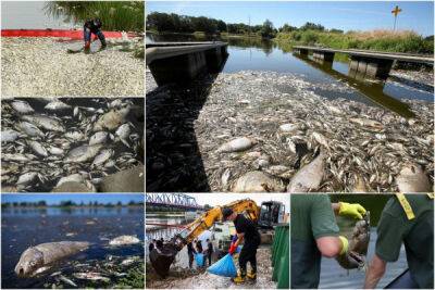 Массовая гибель рыбы в польско-немецкой реке - porosenka.net - Германия - Берлин - Польша