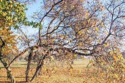 5 ошибок в саду осенью: как ухаживать за деревьями, чтобы не навредить - sadogorod.club