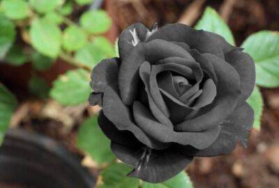 Какие разновидности роз считаются наиболее редкими: об этом мало кто знает - sadogorod.club - Турция