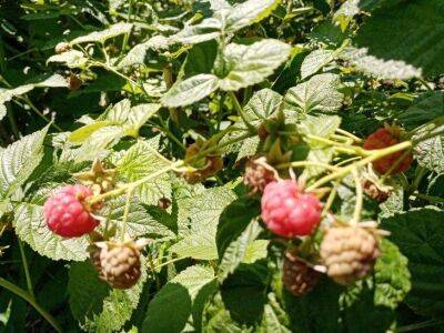 Все будет в ягоде: только эта подкормка в сентябре дает отменный урожай сладкой малины - sadogorod.club