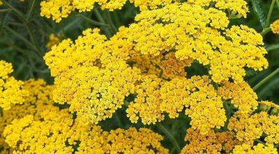 Тысячелистник обыкновенный - красивый и полезный цветок для украшения осеннего сада - sadogorod.club - Греция