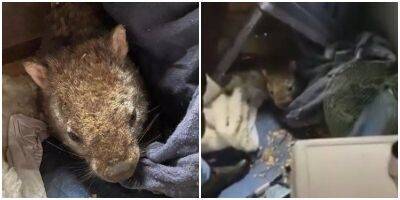 Женщина обнаружила в куче тряпья дикого зверя, который нуждался в помощи - mur.tv - Австралия