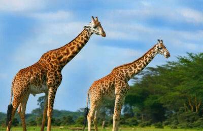 Во время сафари здоровенный жираф пустился в погоню за джипом с туристами - porosenka.net - Кения