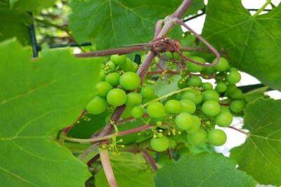Уход за виноградом в августе: что забывают делать дачники - sadogorod.club