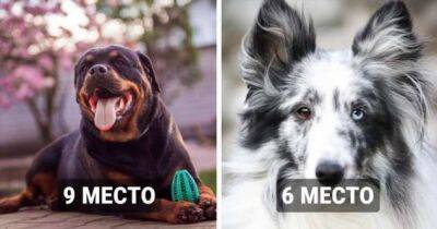 20 самых умных собак, которые являются настоящими Эйнштейнами в мире четверолапых - chert-poberi.ru - Сша - Канада