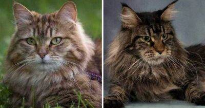 Мей-кун и сибирская кошка: 5 важных отличий пород, о которых стоит помнить перед выбором - lifehelper.one