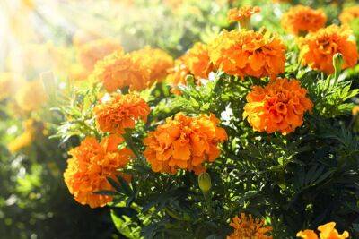 13 цветущих растений, которым не страшна жара - sadogorod.club