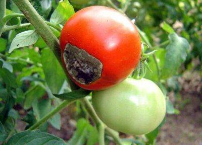 Старинный приём для защиты томатов от фитофторы - lifehelper.one