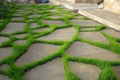 ​Трава между плит дорожки - lifehelper.one