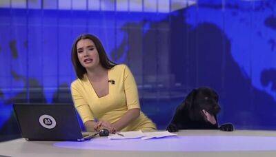 Собака помешала вести новости в прямом эфире - mur.tv