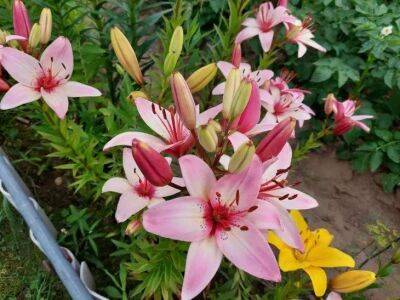 Елен Гутыро - Успейте посадить эти цветы в августе, сентябре и октябре: растения, которые можно и нужно сажать осенью - sadogorod.club