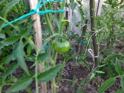 Елен Гутыро - Чем подкормить томаты в августе, чтобы были сладкие: хитрости огородников - sadogorod.club