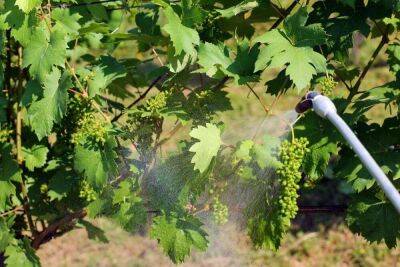 Чем опрыскать виноград от болезней и вредителей летом: биопрепараты и народные средства - sadogorod.club - Виноград