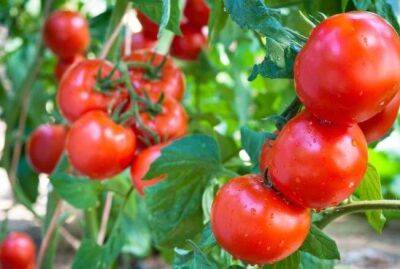 Как ухаживать за помидорами в августе, чтобы собрать отличный урожай - sadogorod.club