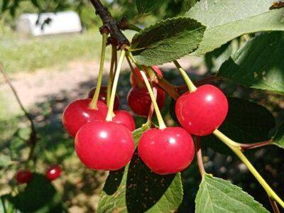 5 секретов выращивания крупной и сладкой вишни: обильный урожай и невероятный вкус обеспечены - sadogorod.club