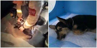 Пожарные Ангарска спасли щенка из горящей квартиры - mur.tv - Ангарск