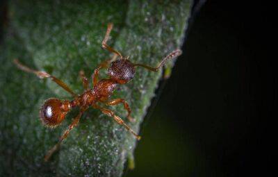 Как избавиться от рыжих муравьев: советы, которые многим пригодятся - lifehelper.one