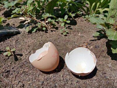 Есть ли польза от яичной скорлупы на огороде и в саду: опытные дачники объяснили, как правильно ее применять - sadogorod.club