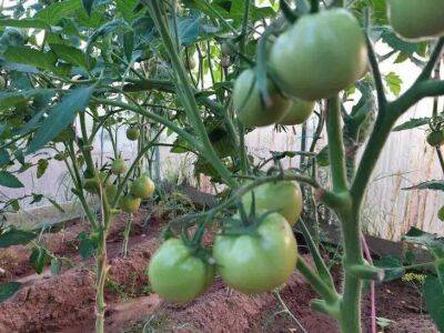 Елен Гутыро - Нужно ли закрывать теплицы на ночь в августе, чтобы не лишиться урожая томатов: не каждый огородник знает - sadogorod.club